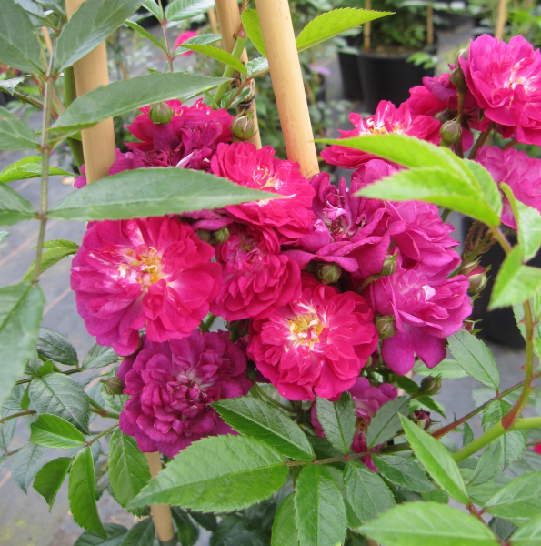 Rosa Manhattan Blue 2